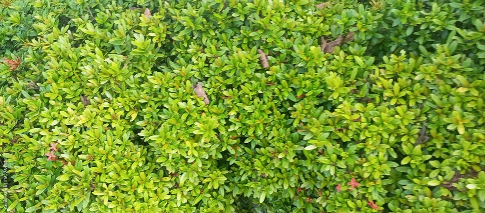 A Dense Wall of Small Green Leaf Plants A Dense Wall of Small Green Leaf Plants