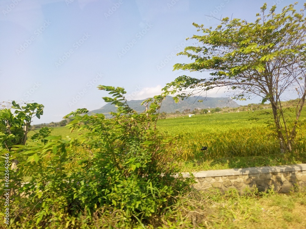 Fototapeta premium Beautiful natural scenery with green fields and a mountain in the background