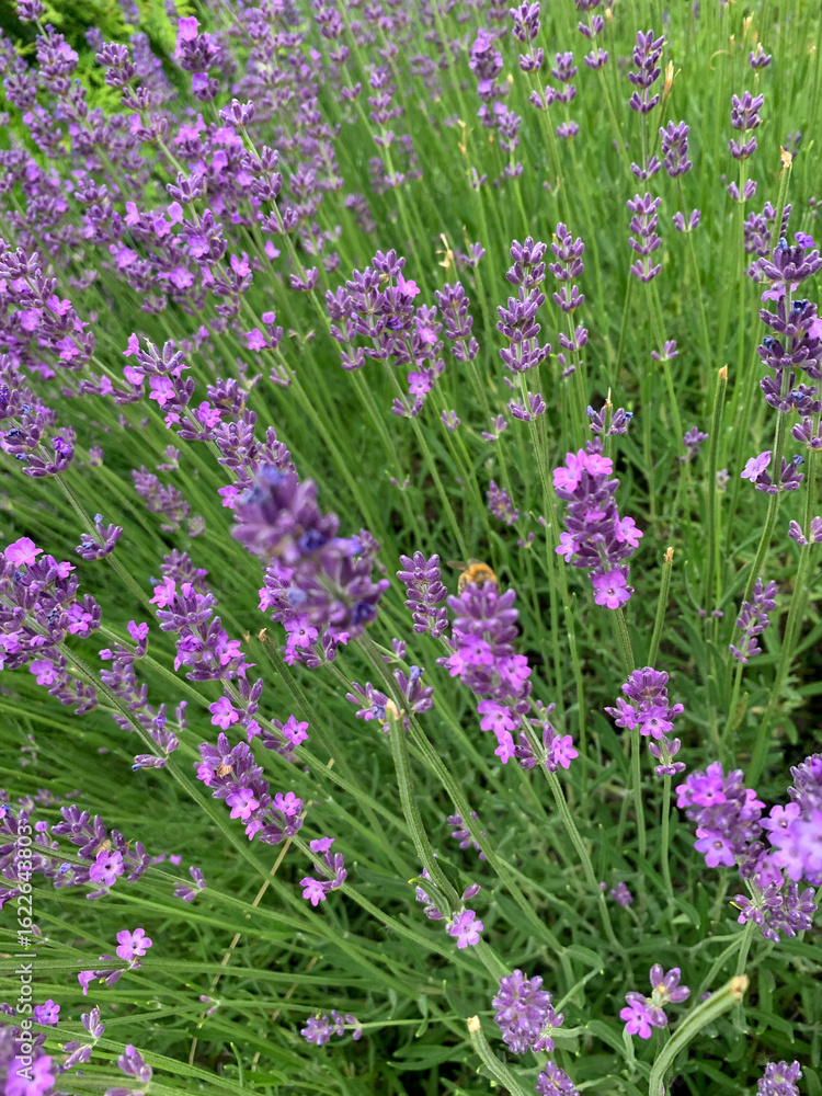 Naklejka premium beautiful lavender flowers in the garden