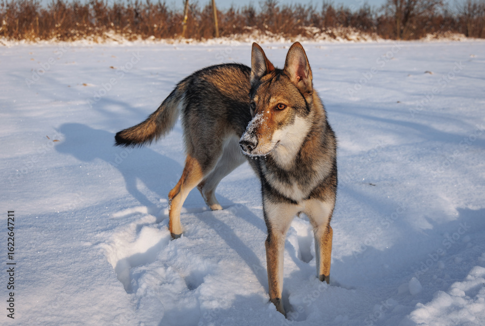 Obraz premium Tamaskan dog on a meadow covered with snow in Poland