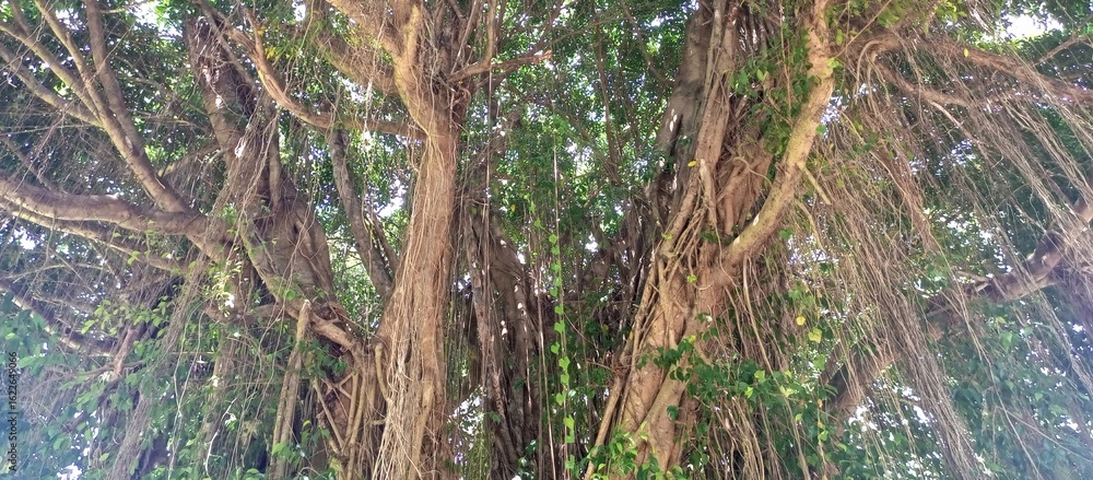 Fototapeta premium View Looking Up into Banyan Tree Canopy