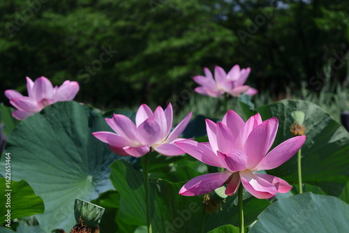 神聖な花