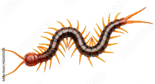 Tableau sur toile Isolated Centipede