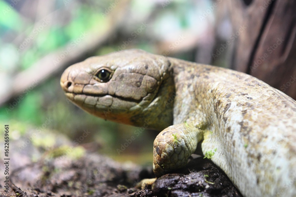 Fototapeta premium lizard in the grass