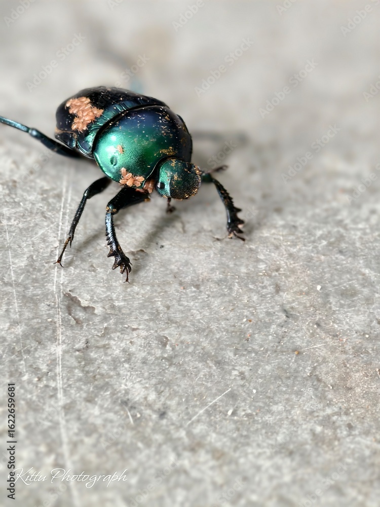 Iridescent scarab beetle with mites on a concrete surface, macro close-up Iridescent scarab beetle with mites on a concrete surface, macro close-up