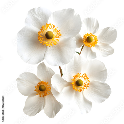 Elegant White Flowers with Yellow Centers on a Soft Background