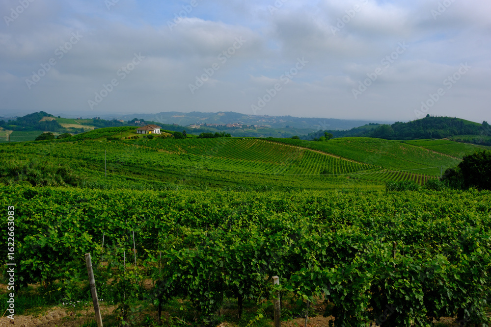 Naklejka premium Vineyards in Monferrato near Alice Bel Colle, Asti province, Italy