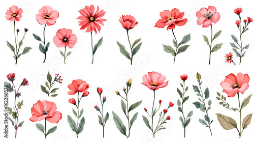 Set red tulips on white background