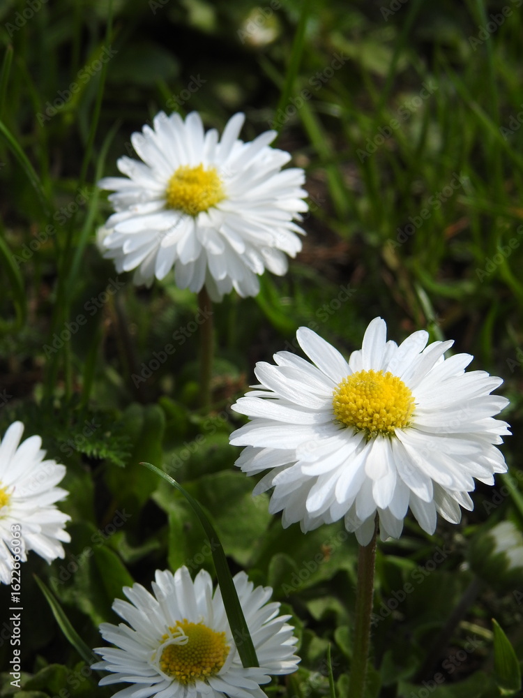 Fototapeta premium daisies