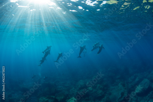 Sunlight, clear waters and wild dolphins