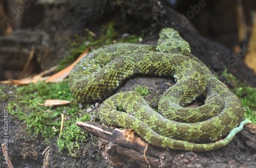 A rare mangshan pit viper
