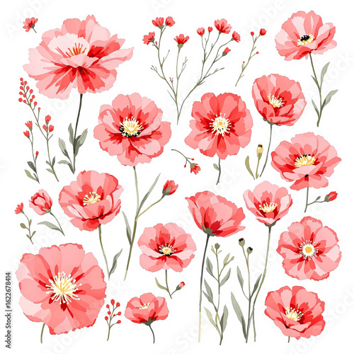 Red Poppy Flowers Vector Illustration on White Background