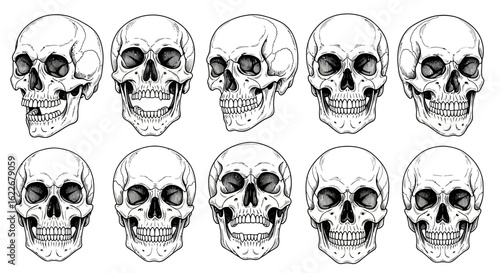 Illustration of ten human skulls in various angles and positions, rendered in black and white with detailed line work.