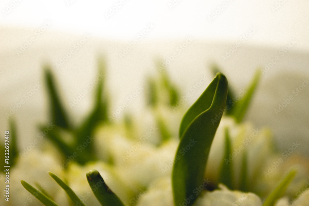 Obraz premium Their petals are gently opened, as if in motion, conveying a sense of lightness, harmony, and natural energy.