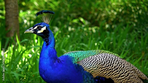 Wallpaper Mural Peacock's vibrant display: The majestic peacock, showcases its iridescent blue and green plumage with regal poise amidst lush greenery, its feathers shimmering with a dazzling array of colours. Torontodigital.ca