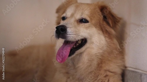 A dog is laying on the ground with its tongue out