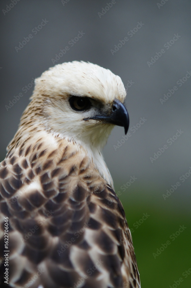 Fototapeta premium Changeable hawk-eagle (Nisaetus cirrhatus) or crested hawk-eagle is a large bird of prey species of the family Accipitridae. More informal or antiquated English common names include the marsh hawk-