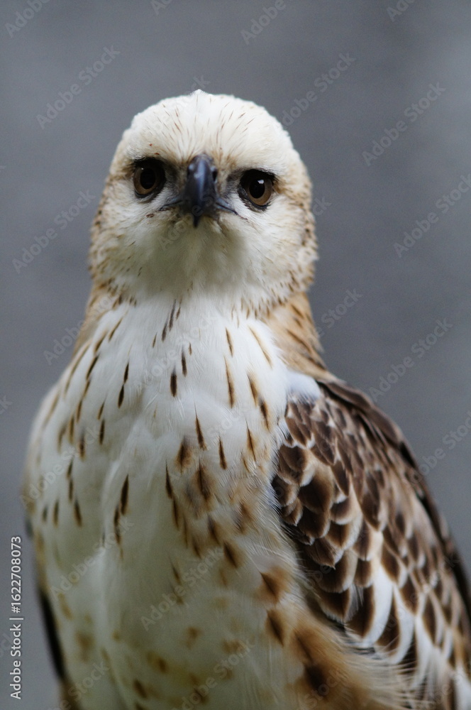 Naklejka premium Changeable hawk-eagle (Nisaetus cirrhatus) or crested hawk-eagle is a large bird of prey species of the family Accipitridae. More informal or antiquated English common names include the marsh hawk-
