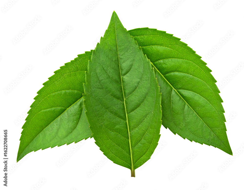 Fototapeta premium Teak Tree Isolated on White Background