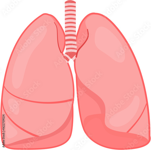 Lung
