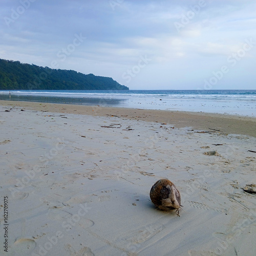 Coconut in beatiful Radhanagar beach 

