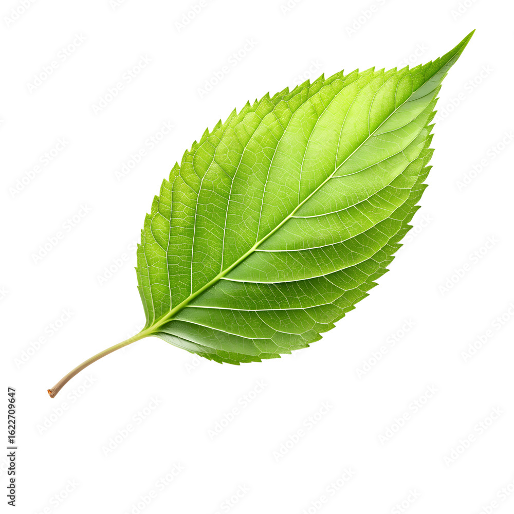 Fototapeta premium Closeup of a vibrant green leaf isolated on transparent background, showcasing the intricate details of natures botanical beauty and symbolizing growth, health, and the freshness of spring