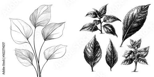 A collection of hand-drawn leaf outlines, presented as isolated black botanical illustrations on a white background, created using a doodle drawing style