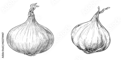 A line-drawn onion illustration isolated on a white background, ideal for incorporation into menus, packaging, or as a design feature