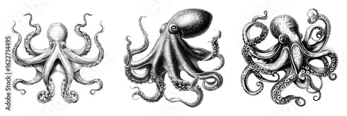 Kraken and octopus tentacles, along with squid monsters, make for intriguing tattoo designs featuring sea and ocean creatures