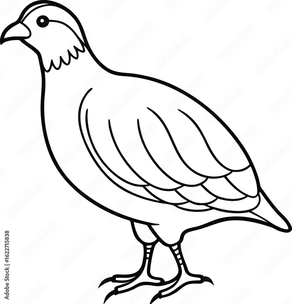 Line art of a quail standing on ground on white background bird animal Line art of a quail standing on ground on white background bird animal