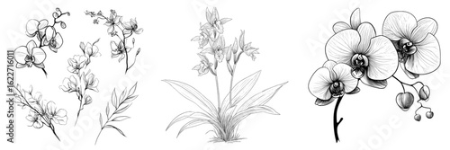 The set consists of hand-drawn orchids and leaves in a modern style, with a black outline on a white background