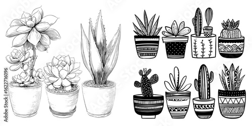 A modern illustration featuring isolated black elements showcases a hand-drawn plant in doodle style, specifically a succulent echeveria set including laui, agavoides, and hercules, as a graphic