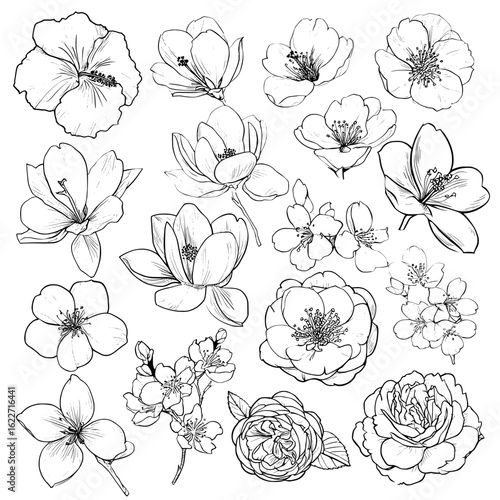 A modern set of hand-drawn illustrations in black and white showcases hibiscus, plum, peach, sakura, magnolia, and camellia japonica flowers