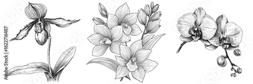 Botanical illustration of orchid flower and leaf created by hand with line art