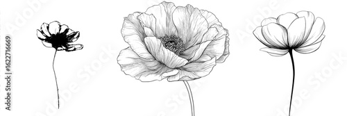 The modern illustration features an anemone windflower in a continuous line art drawing style, presented as a black linear sketch isolated on a white background