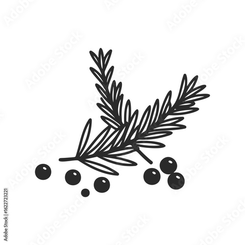 Juniper branch with berries line art illustration on white background