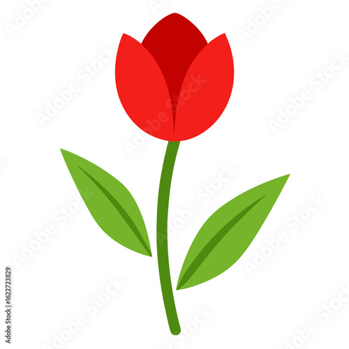 red tulip isolated on white background
