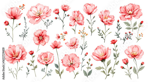 Red and white tulips