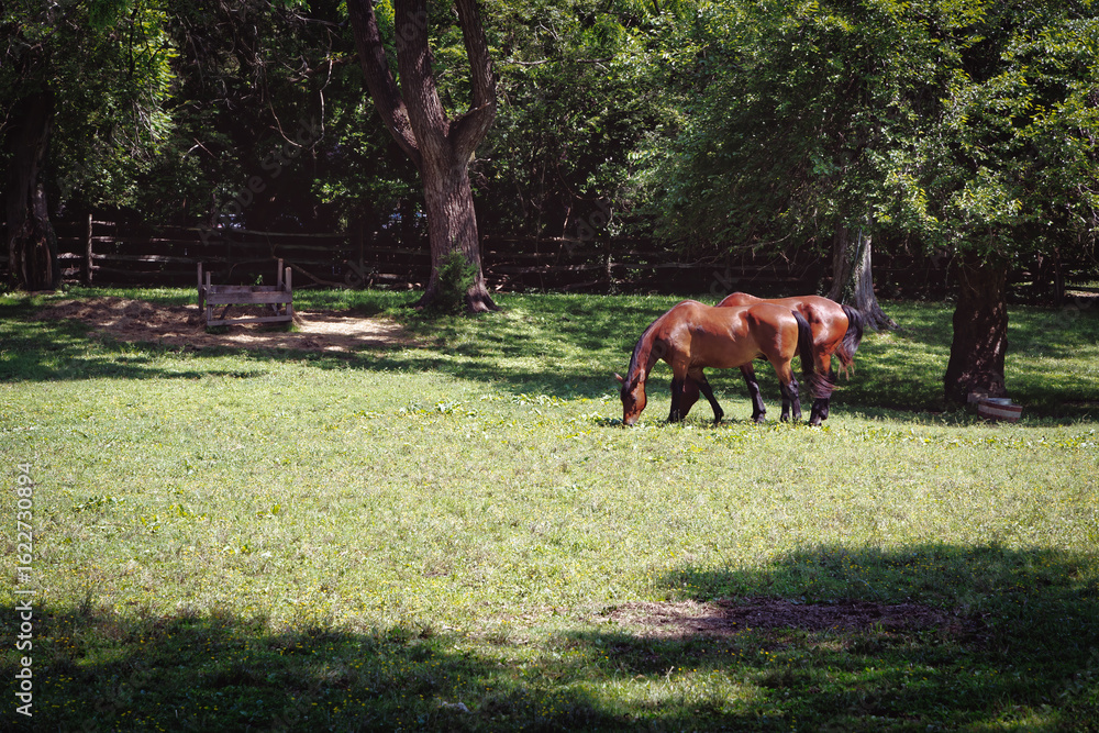 Naklejka premium Grazing in the Meadow 2