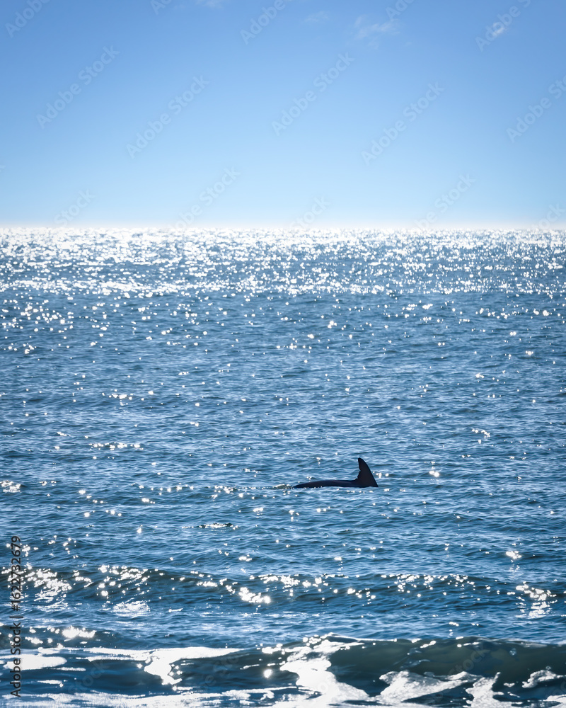 Fototapeta premium Lone Dolphin