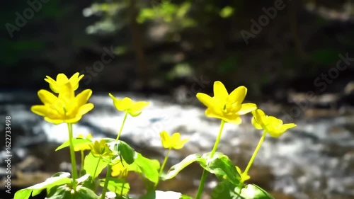Bright yellow flowers by a stream (1)