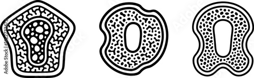 Fossil bone cross section outline vector