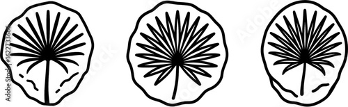 Fossil palm frond fan leaf outline vector
