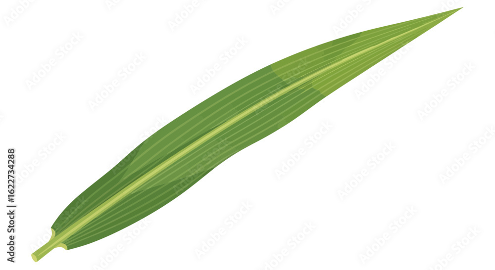 Fototapeta premium Tropical Slim Green Leaf Vector Illustration 