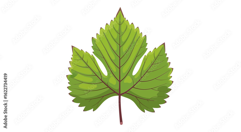 Fototapeta premium Green Serrated Leaf Vector – Detailed Botanical Illustration 