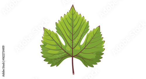Green Serrated Leaf Vector – Detailed Botanical Illustration
