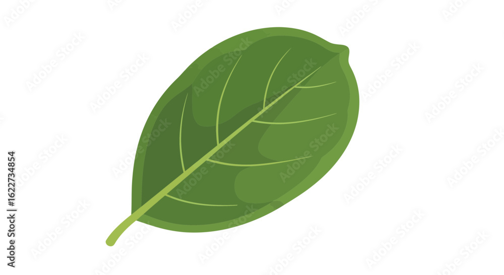 Obraz premium Spinach Leaf Vector – Fresh Green Veg 