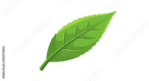 Mint Leaf Vector – Fresh Herbal Green Illustration
