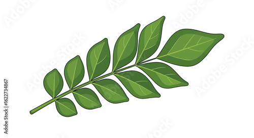 Curry Leaf Vector – Aromatic Herb Illustration for Cooking and Design

