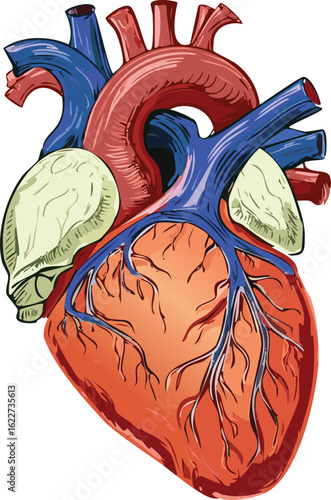 Detailed anatomical illustration of a human heart, showcasing its chambers and major blood vessels.